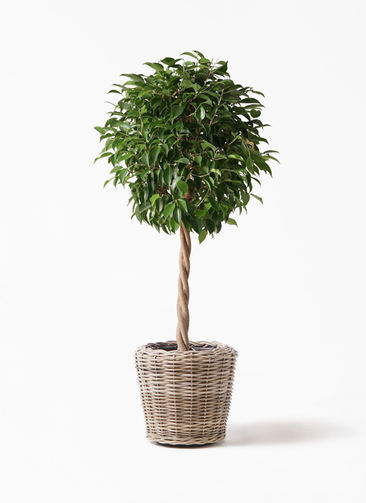 観葉植物 フィカス ベンジャミン 8号 玉造りモンデリック ラタン 付き