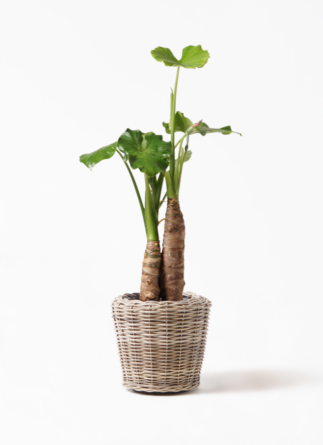 観葉植物 クワズイモ 8号 モンデリック ラタン 付き 観葉植物ならhitohana ひとはな