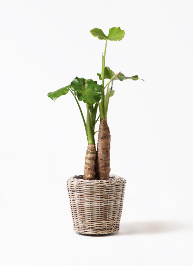 クワズイモ 8号 | 観葉植物通販HitoHana(ひとはな)