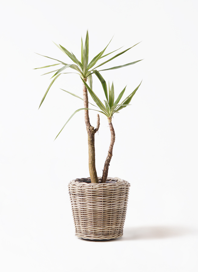 観葉植物 ユッカ 8号 斑入り モンデリック ラタン 付き | 観葉植物なら