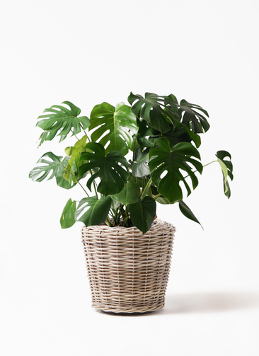 monstera-108_1.jpg?1565507048