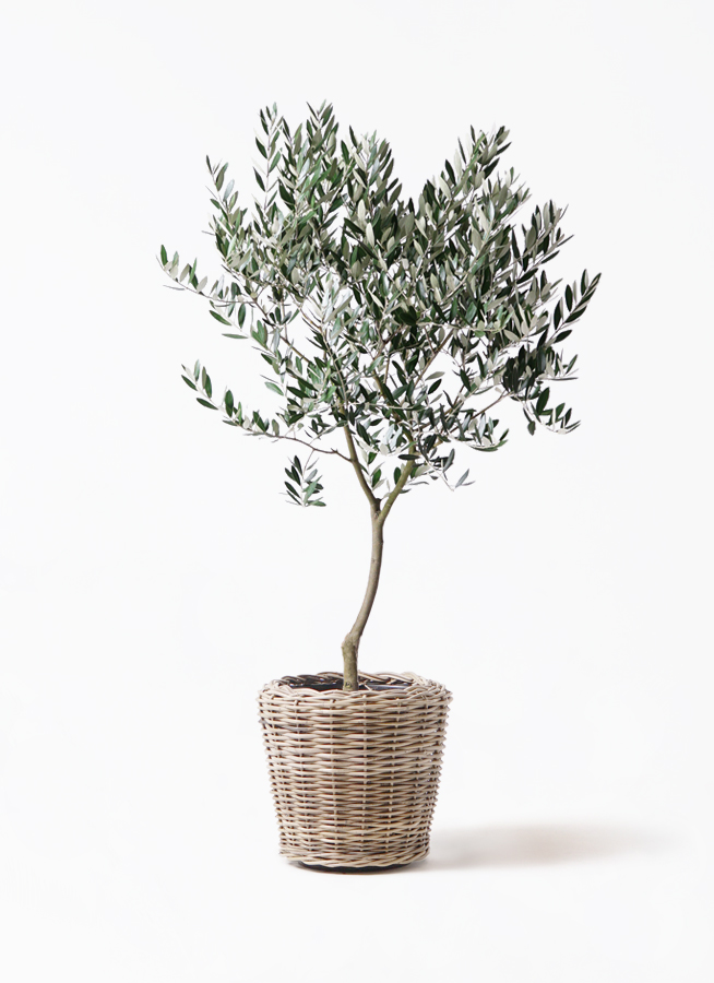 オリーブの木,た植物/観葉植物、樹高約300㎝近畿地方限定配達