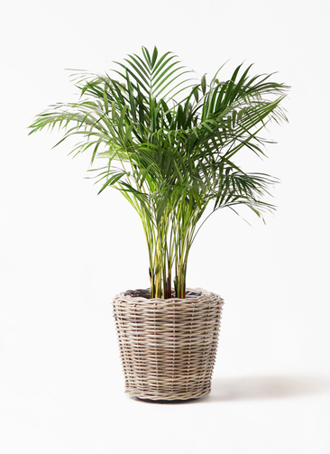観葉植物 アレカヤシ 8号 モンデリック ラタン 付き | 観葉植物