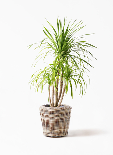 dracaena-canbodiana-69_1.jpg?