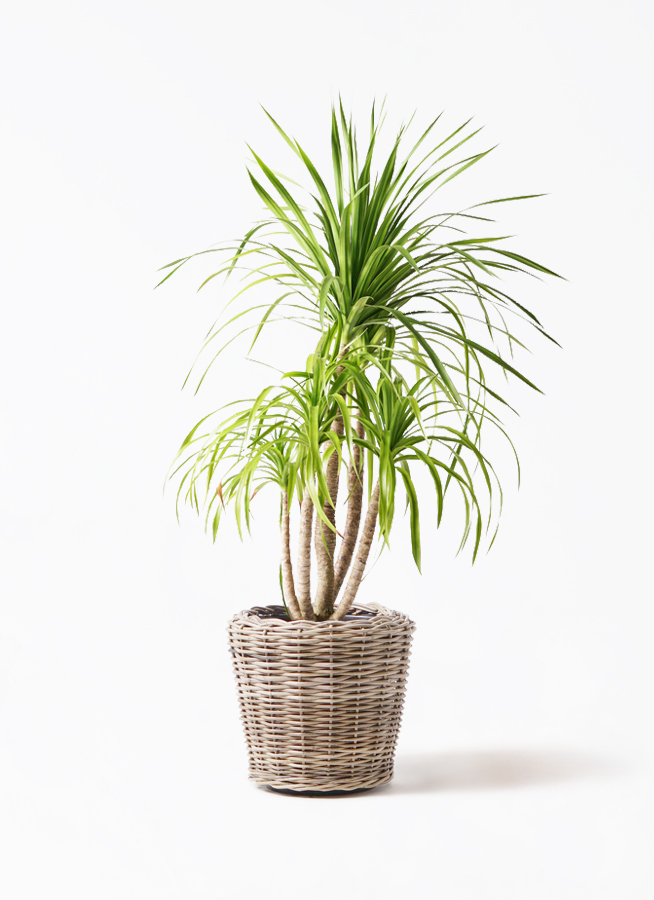 dracaena-canbodiana-69_1.jpg?