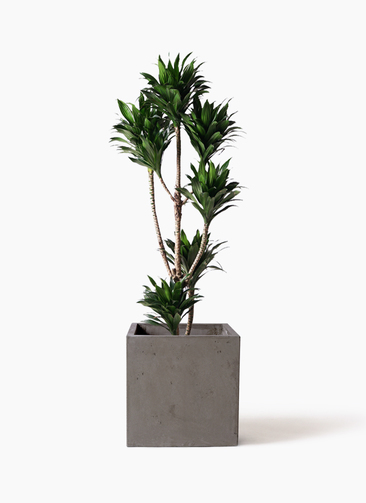 dracaena-compacta-30_1.jpg?