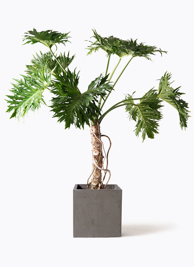 セローム　ヒトデカズラ　巨大な観葉植物　（今週いっぱい） セローム ヒトデカズラ 根あがり | 観葉植物通販HitoHana(ひとはな)