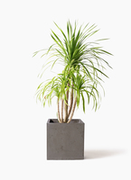 dracaena-canbodiana-30_1.jpg?