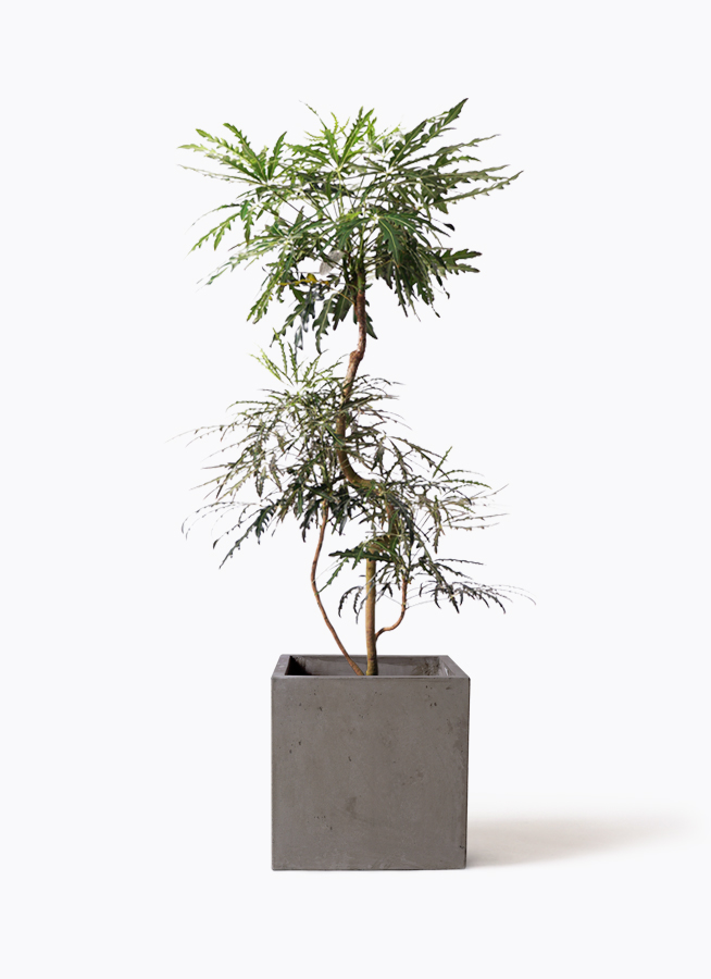 観葉植物 グリーンアラレア 8号 曲り コンカー キューブ 灰 付き