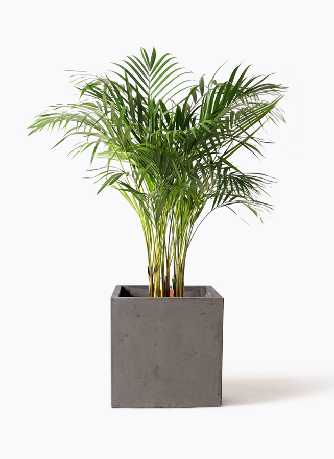 アレカヤシ。大型。観葉植物。鉢ごと無料で発送致します。 アレカヤシ。大型。観葉植物。鉢ごと無料で発送致します。 アレカヤシ