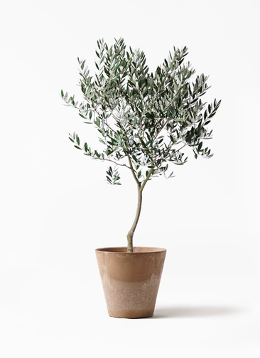 観葉植物 オリーブ 8号 創樹 アートストーン ラウンド ベージュ 付き