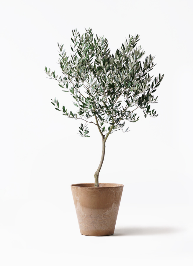 観葉植物 オリーブ 8号 創樹 アートストーン ラウンド ベージュ 付き
