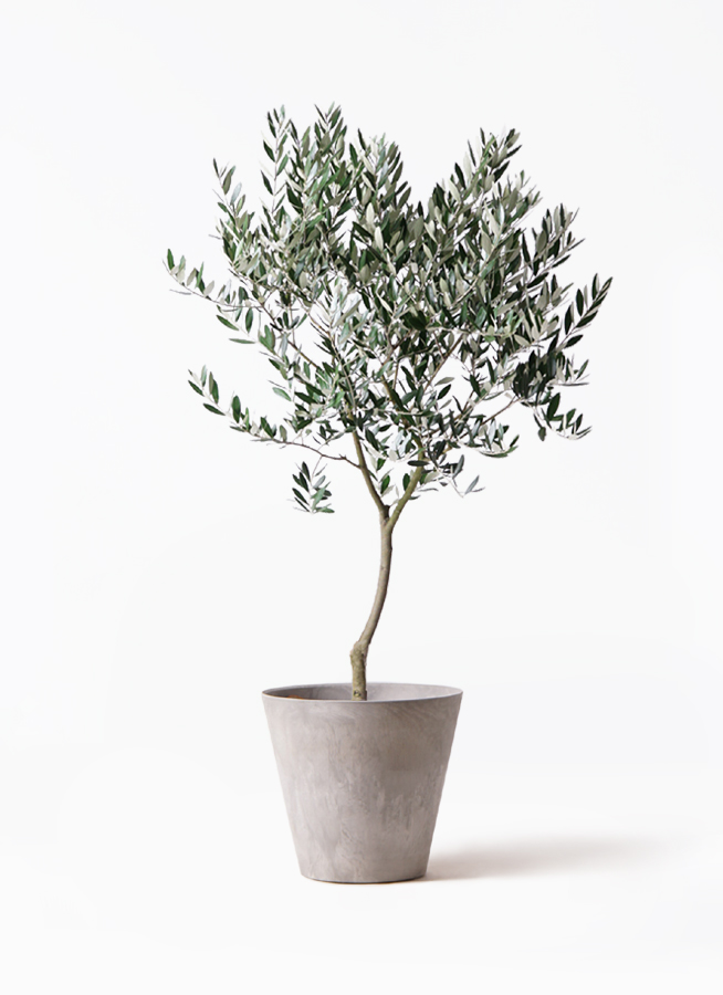 観葉植物 オリーブ 8号 創樹 アートストーン ラウンド グレー 付き