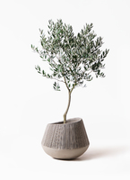 おしゃれ 観葉植物 選べる現品：オリーブの木 ルッカ 8号*現品