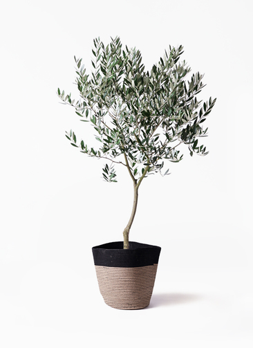 超特大　オリーブの木　バスケット芸術品　永遠の約束　特大 約37cm olive-180_1.jpg?1565507449