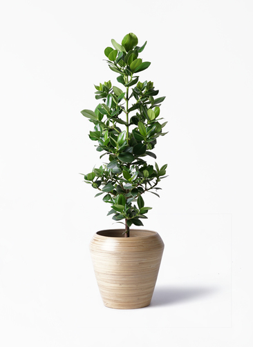 autograph-tree-115_1.jpg?