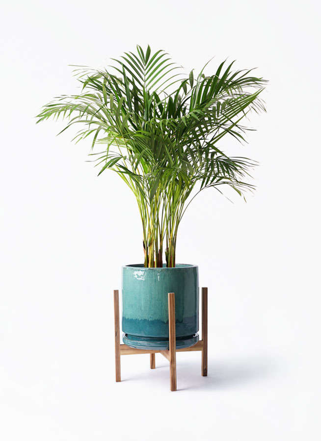 観葉植物 アレカヤシ 8号 ビトロ エンデガ ターコイズ ウッドポット