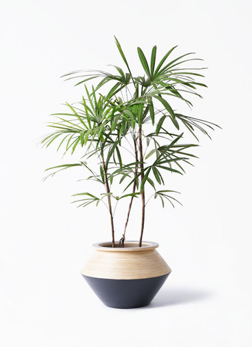 観葉植物 シュロチク（棕櫚竹） 8号 アルマジャー 黒 付き | 観葉植物