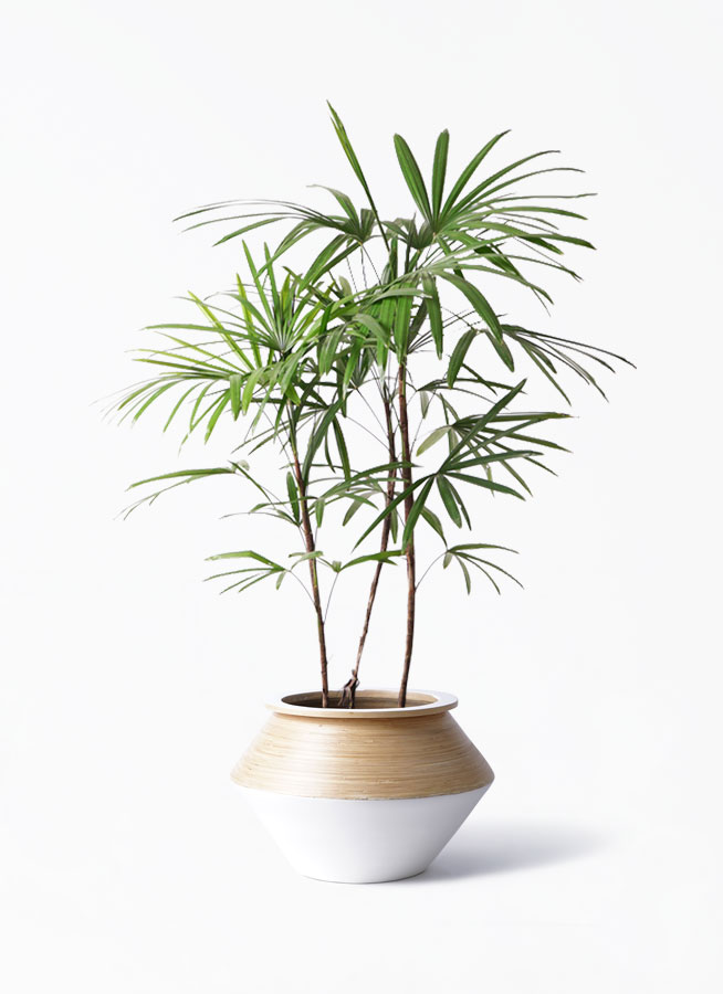 シュロチク 8号 | 観葉植物 | 送料無料でお届け - Hitohana（ひとはな）