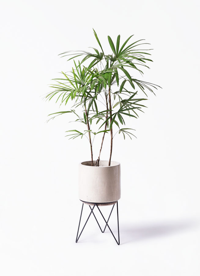 シュロチク 8号 | 観葉植物 | 送料無料でお届け - Hitohana（ひとはな）