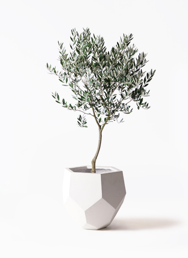 観葉植物 オリーブ 8号 創樹 ポリゴヘクサ 白 付き | 観葉植物なら