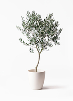 olive-168_1.jpg?1565507712