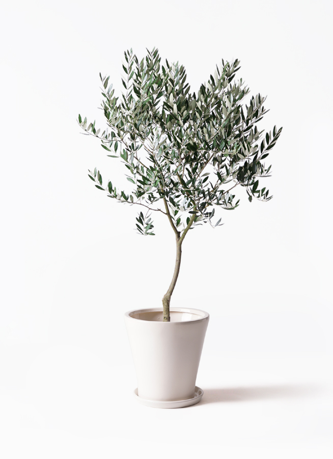 オリーブの木　植木　観葉植物 オリーブ オリーブの木 キューブブラック鉢植え 送料無料 育て