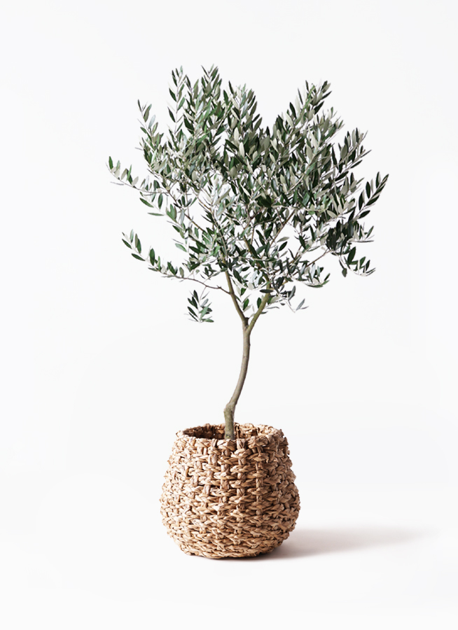観葉植物 オリーブ 8号 創樹 アートストーン ラウンド グレー