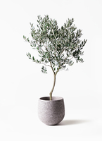 観葉植物 オリーブ 8号 創樹 ポリゴヘクサ 白 付き | 観葉植物なら