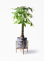 観葉植物 パキラ 8号 ねじり ホルスト シリンダー マーブル ウッド