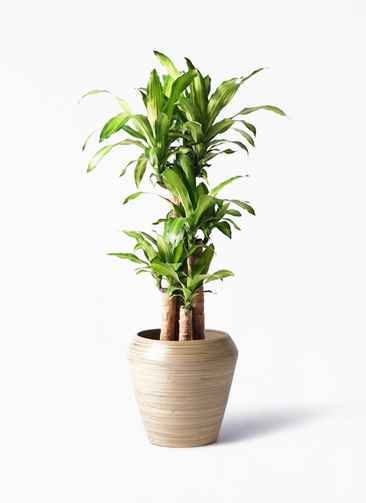 観葉植物 ドラセナ 幸福の木 8号 ノーマル アルマ ミドル 付き | 観葉
