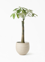 観葉植物 パキラ 8号 朴 斑入り アルファ シリンダープランター ウッド