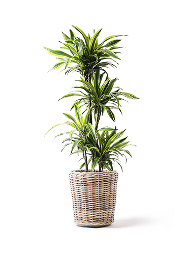 dracaena-warneckii-110_1.jpg?