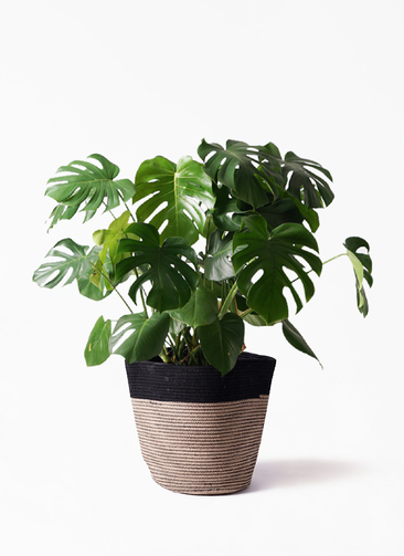 monstera-69_1.jpg?1565597993