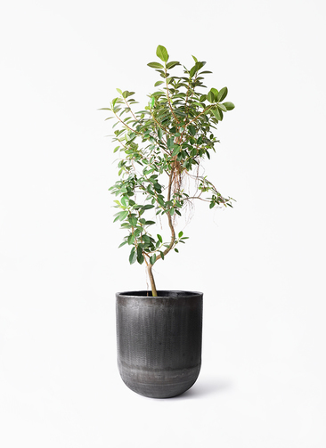 フランスゴム 10号 180cm 気根 曲がり 観葉植物 フランスゴムの木 10号 気根 アンワール カーフ ミンク