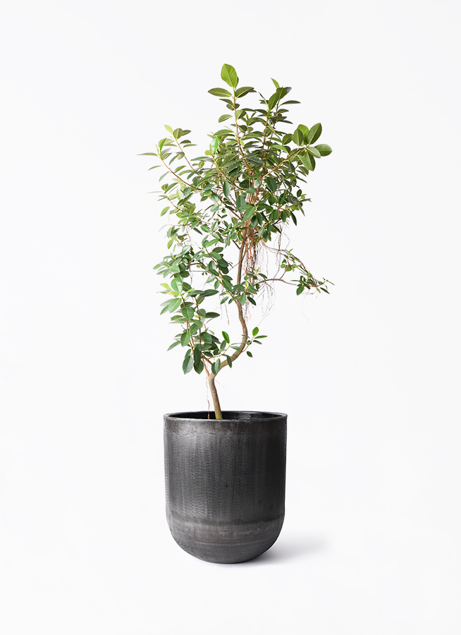 観葉植物 フランスゴムの木 10号 気根 アンワール カーフ ミンク