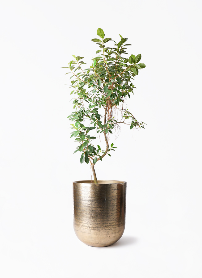 フランスゴムの木 | 観葉植物の通販ならHitoHana（ひとはな）