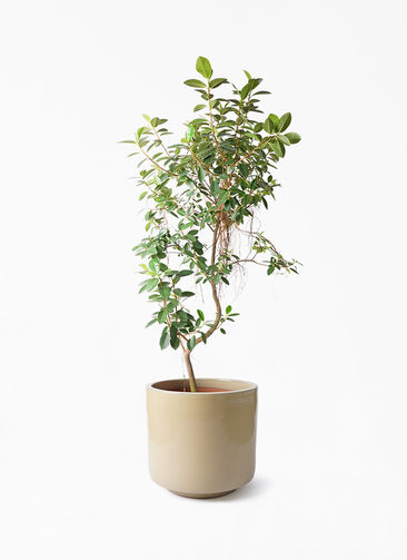 観葉植物 フランスゴムの木 10号 気根 ビトロ エンデカ クリーム釉
