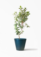 ficus-rubiginosa-magari-412_1.