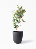 ficus-rubiginosa-magari-404_1.