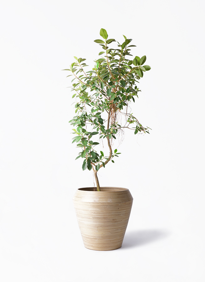 観葉植物 フランスゴムの木 10号 気根 アルマ ミドル 付き 観葉植物 フランスゴムの木 10号 気根 アルマ ミドル 付き