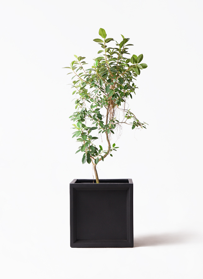 観葉植物 フランスゴムの木 10号 気根 ブリティッシュキューブ 付き