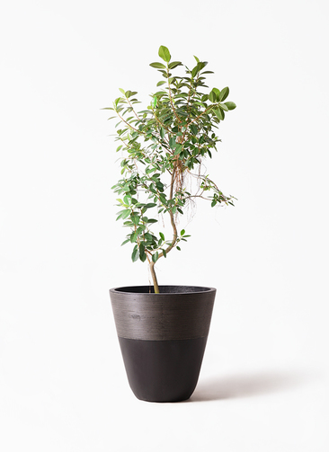 ficus-rubiginosa-magari-393_1.