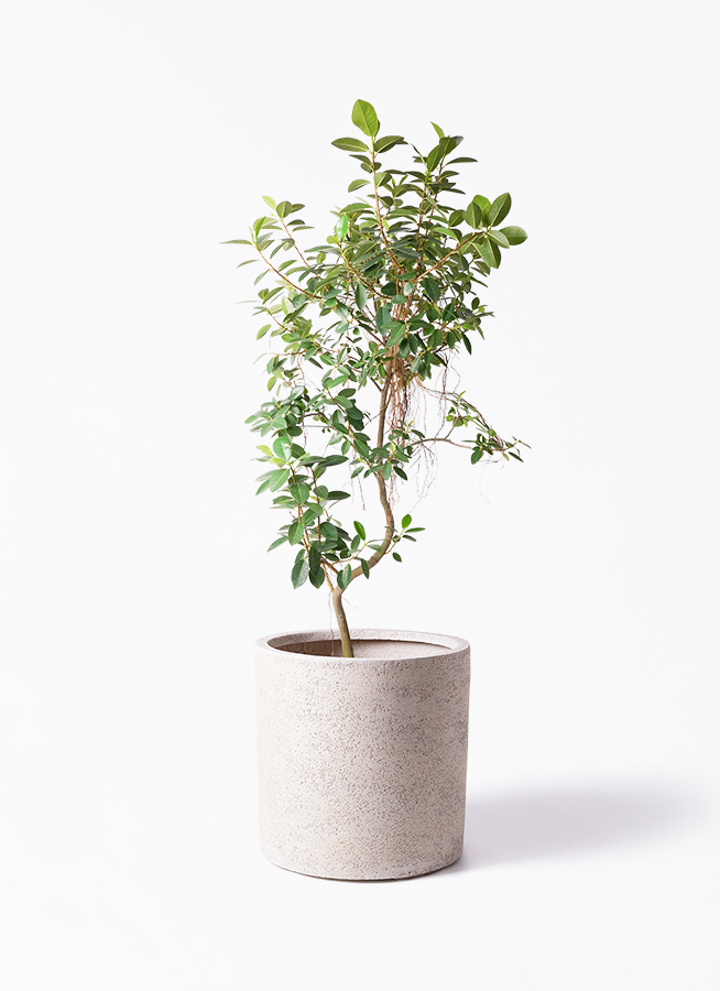 フランスゴムの木 | 観葉植物の通販ならHitoHana（ひとはな）