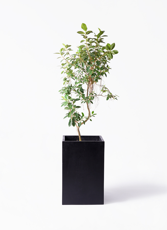 ficus-rubiginosa-magari-386_1.