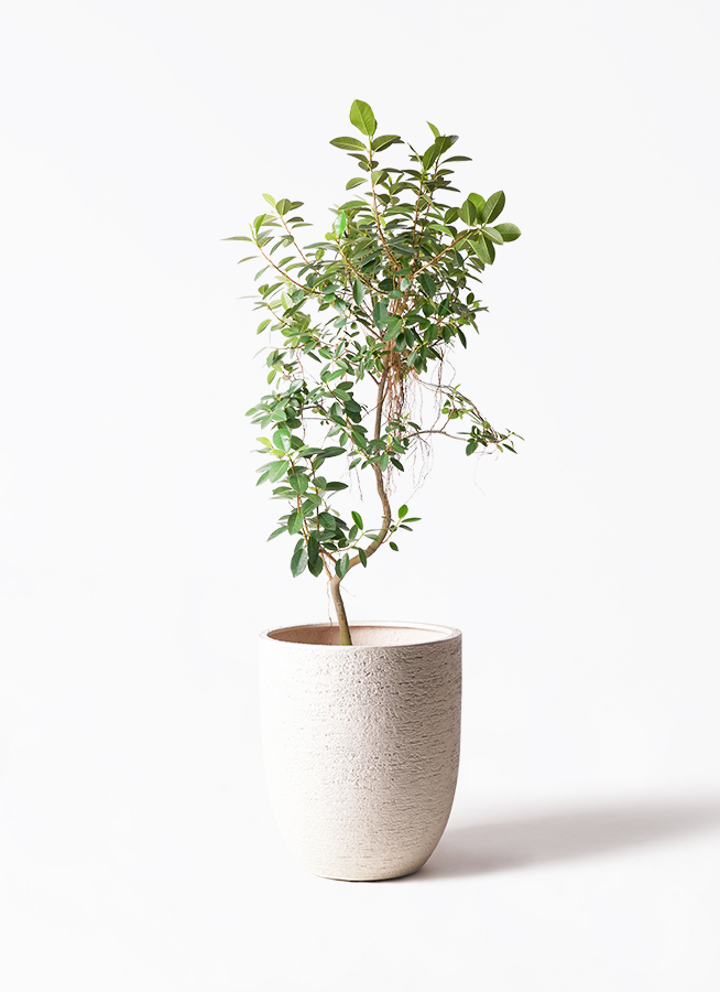 観葉植物 フランスゴムの木 10号 気根 竹バスケット 付き | 観葉