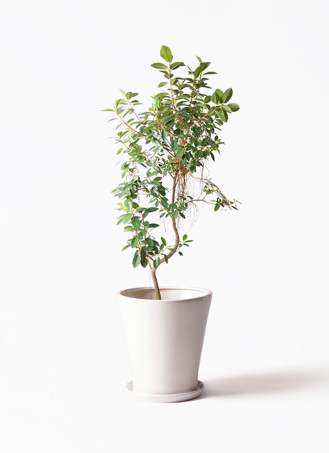 ⚠️さらにお値下げ　ゴムの木　約1.6メートル 1点もの】ゴムの木”アポロ”の鉢植え［A］ | アトリエ華もみじ