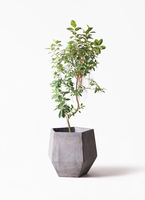 ficus-rubiginosa-magari-382_1.