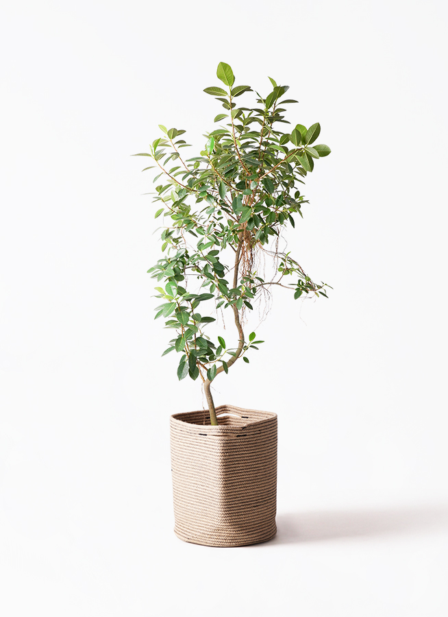 観葉植物 フランスゴムの木 10号 気根 アンワール カーフ ミンク