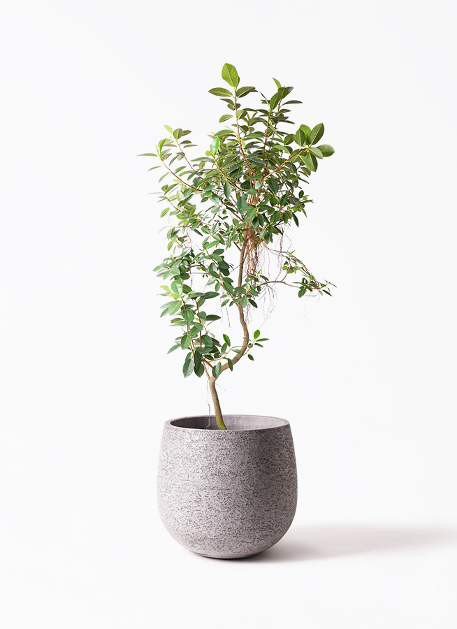 観葉植物ゴムの木 観葉植物 ゴムの木 フィカス フェイクグリーン 人工 室内